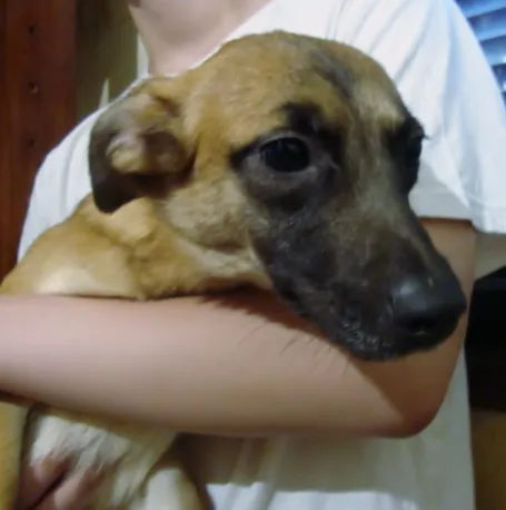 Cachorro ra a SRD idade 2 anos nome LINDOCA