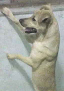 Cachorro raça SRD idade 1 ano nome Brave