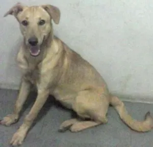 Cachorro raça SRD idade 1 ano nome Kat