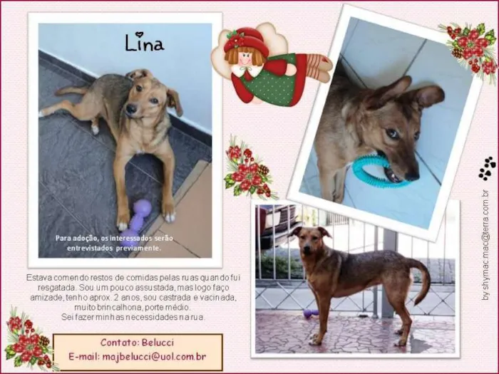 Cachorro ra a SRD idade 2 anos nome Lina