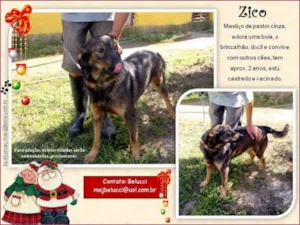 Cachorro raça SRD idade 2 anos nome Zico