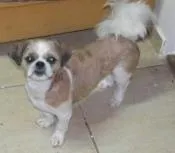 Cachorro ra a Shitzu idade 7 a 11 meses nome CHUB GRATIFICA