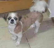 Cachorro raça Shitzu idade 7 a 11 meses nome CHUB GRATIFICA