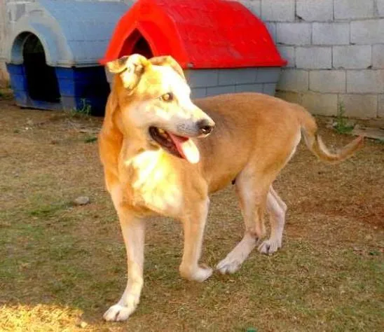 Cachorro ra a Mestiça Labradora idade 5 anos nome Meg