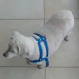 Snoppy