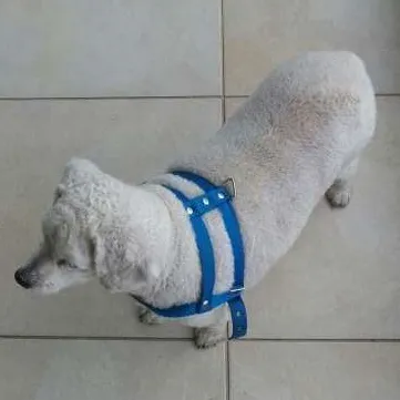 Cachorro ra a Poodle idade 6 ou mais anos nome Snoppy