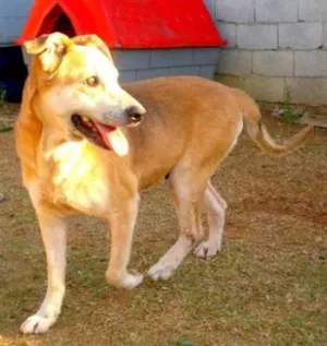 Cachorro raça Mestiça Labradora idade 5 anos nome Meg