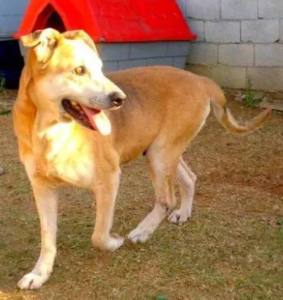 Cachorro ra a Mestiça Labradora idade 5 anos nome Meg