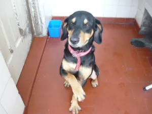 Cachorro raça SRD idade 2 anos nome Pepi