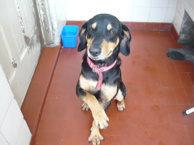 Cachorro ra a SRD idade 2 anos nome Pepi