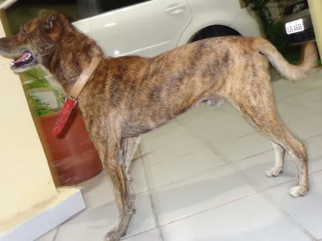 Cachorro raça SRD idade 6 ou mais anos nome Sem nome