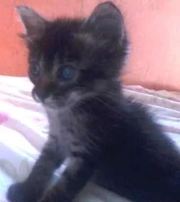 Gato ra a  idade 2 a 6 meses nome Lindinha