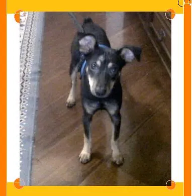 Cachorro ra a SRD idade 3 anos nome BIA