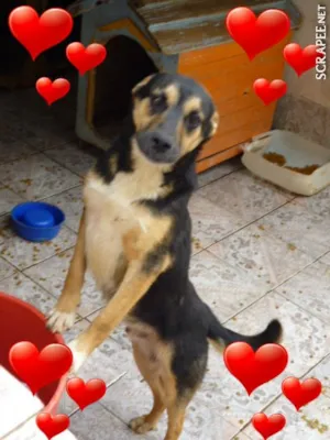 Cachorro raça SRD idade 2 anos nome CARLOS