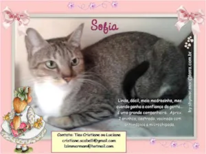 Gato raça SRD idade 2 anos nome Sophia