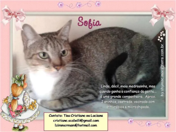Gato ra a SRD idade 2 anos nome Sophia