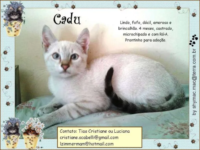 Gato ra a SRD idade 2 a 6 meses nome Cadu