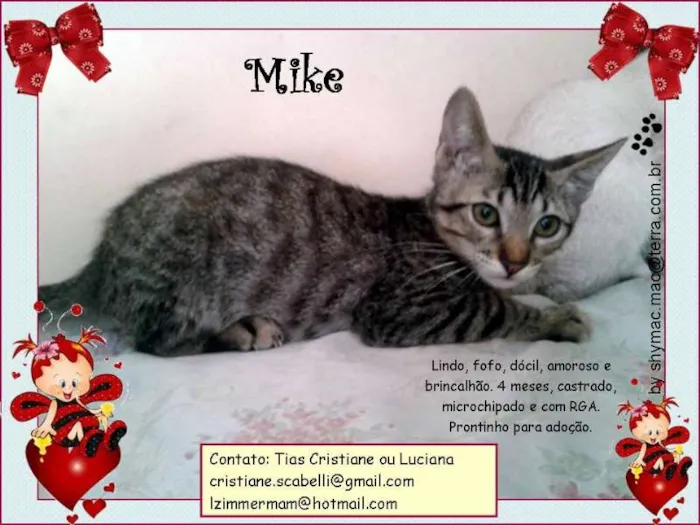 Gato ra a SRD idade 2 a 6 meses nome Mike
