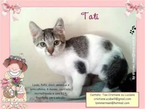 Gato raça SRD idade 2 a 6 meses nome Tati