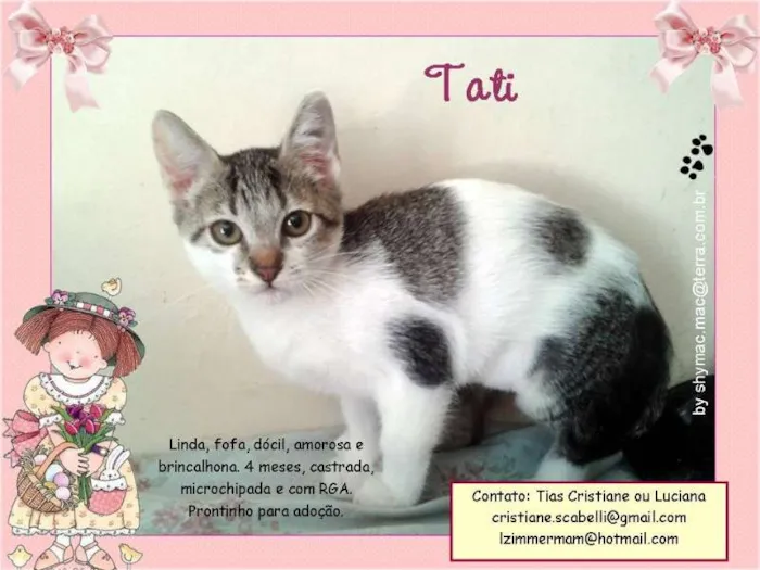 Gato ra a SRD idade 2 a 6 meses nome Tati