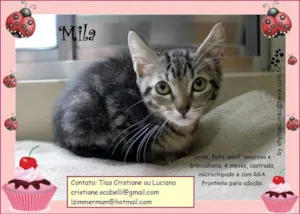 Gato raça SRD idade 2 a 6 meses nome Mila