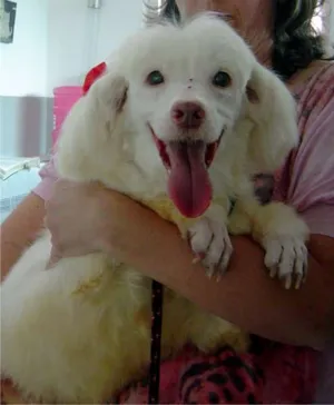 Cachorro raça SRD mestiça poodle idade 4 anos nome Bibi linda e doce