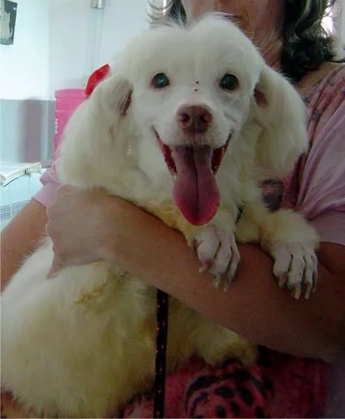 Cachorro ra a SRD mestiça poodle idade 4 anos nome Bibi linda e doce