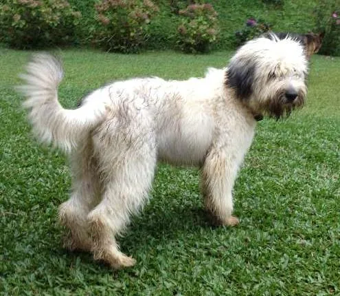 Cachorro ra a Sheepdog idade 7 a 11 meses nome Billy