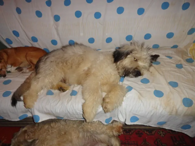 Cachorro ra a Sheepdog idade 7 a 11 meses nome Billy