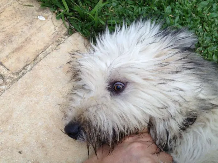 Cachorro ra a Sheepdog idade 7 a 11 meses nome Billy