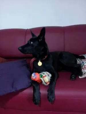 Cachorro raça SRD idade 7 a 11 meses nome Lili