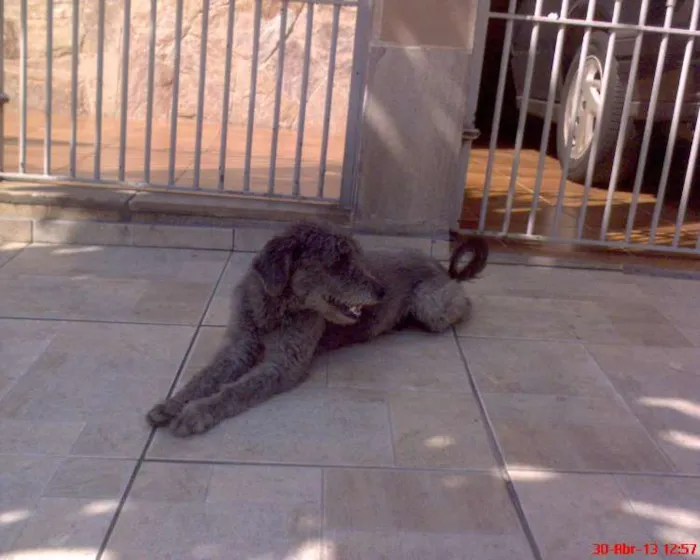 Cachorro ra a Poodle idade 2 anos nome Bob