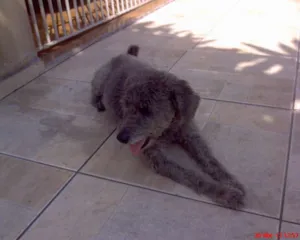 Cachorro raça Poodle idade 2 anos nome Bob