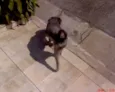 Bob