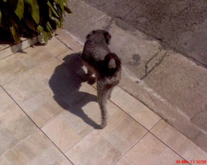 Cachorro ra a Poodle idade 2 anos nome Bob