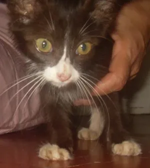 Gato raça SRD idade Abaixo de 2 meses nome Lady
