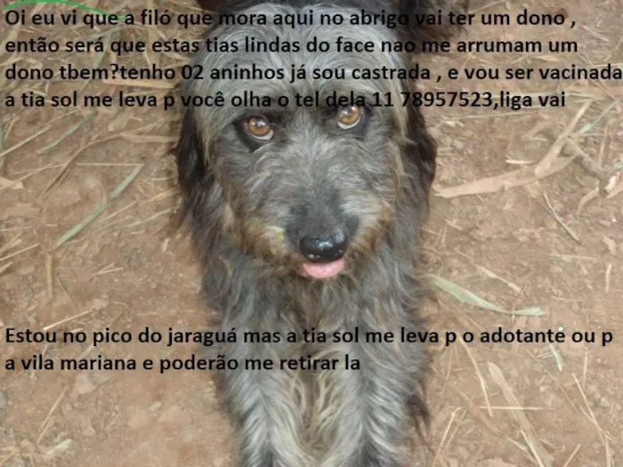 Cachorro ra a SRD idade 2 anos nome jadi