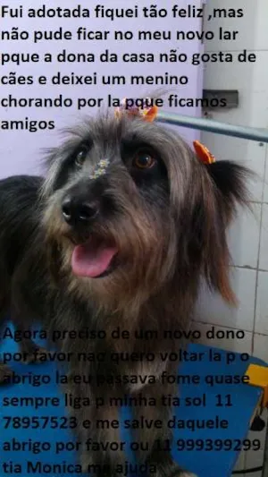 Cachorro raça SRD idade 2 anos nome jadi