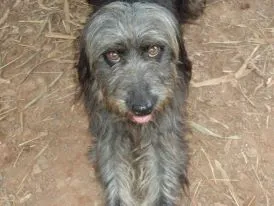 Cachorro ra a SRD idade 2 anos nome jadi