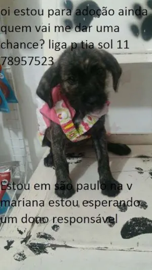 Cachorro raça srd idade 2 a 6 meses nome preta