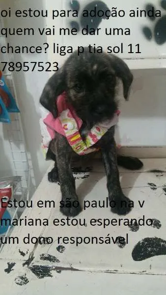 Cachorro ra a srd idade 2 a 6 meses nome preta