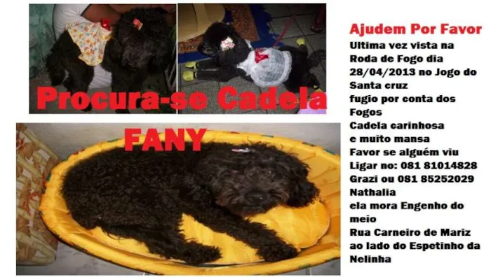 Cachorro ra a Poodle idade 3 anos nome Fany