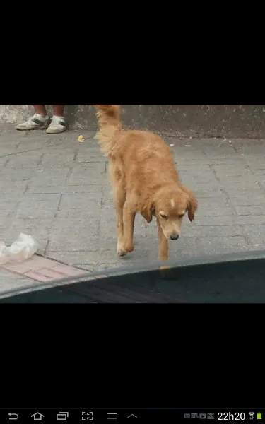 Cachorro ra a SRD idade 7 a 11 meses nome THEODORO