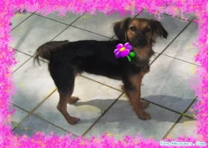 Cachorro raça SRD idade 2 anos nome CHIQUINHA