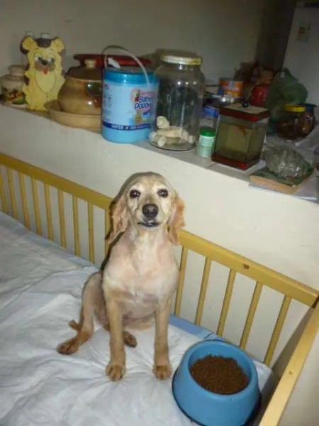 Cachorro ra a SRD + COCKER idade 4 anos nome CHANNEL