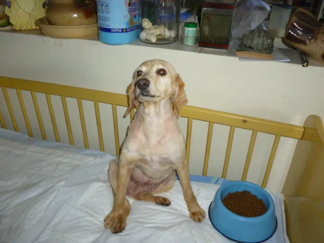 Cachorro ra a SRD + COCKER idade 4 anos nome CHANNEL