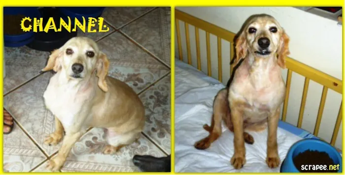 Cachorro ra a SRD + COCKER idade 4 anos nome CHANNEL
