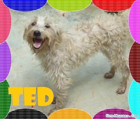 Cachorro ra a SRD idade 2 anos nome TED