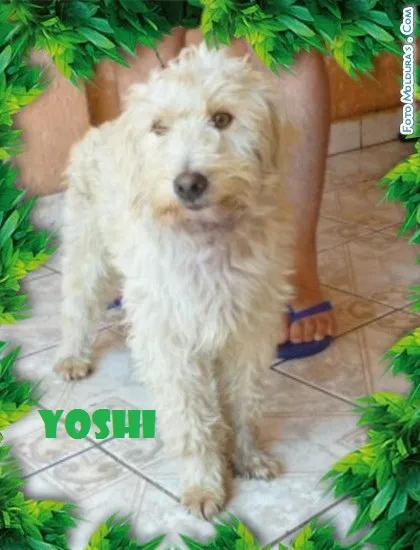 Cachorro ra a SRD idade 2 anos nome YOSHI
