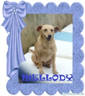 Cachorro raça SRD idade 2 anos nome MELLODY
